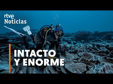 ARRECIFE CORAL: Descubren uno GIGANTE y resistente al CAMBIO CLIMÁTICO en TAHITÍ | RTVE Noticias