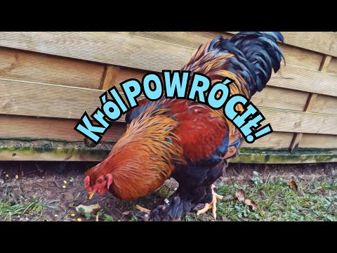 #vlog Król POWRÓCIŁ! 🐓👑| Z kury ŻADNA wegetarianka! 🥩🍗🥦🥬!
