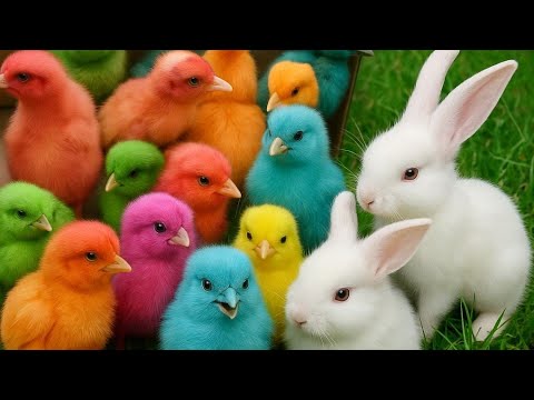 Ayam Warna|| Colored Flower's Or Color Ful Chicks In Color Ful And Round Pool