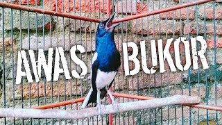 Download lagu PANCINGAN AMPUH BIKIN KACER EMOSI BUKA EKOR !! PANCINGAN KACER GACOR JAMIN NYAUT. mp3