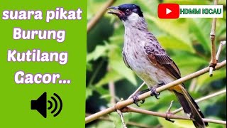 Download lagu Suara pikat burung kutilang gacor paling jitu mp3