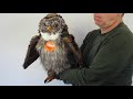 3135 Hooting Owl Eule Handpuppe Mit Huhu Effekt FOLKMANIS PUPPETS
