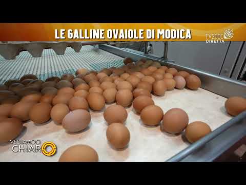 Vediamoci Chiaro, 28 marzo 2022 - Le galline ovaiole di Modica