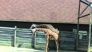 Purple tongue YUK!!!