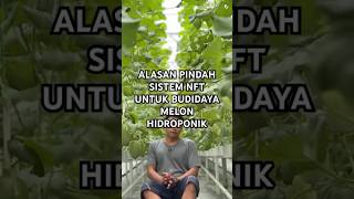 Download lagu Alasan utama pindah sistem nft dari fertigasi untuk budidaya melon hidroponik #melonhidroponik mp3 Download lagu Alasan utama pindah sistem nft dari fertigasi untuk budidaya melon hidroponik #melonhidroponik mp3
