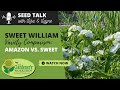 Seed Talk #50 - Sweet William Variety Comparison: Amazon vs. Sweet