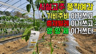 22년 시설 고추재배, 생육상태 최상..밑거름/총채벌레약+천적/영양제 농사비밀공개