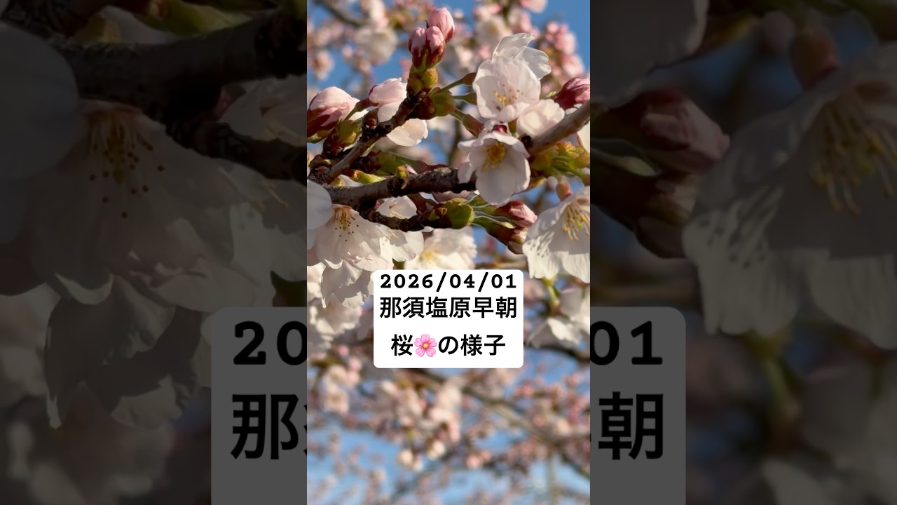 #桜の季節 #桜の花 ##那須 #那須塩原 #桜 #那須の桜 #那須塩原の桜 #sakura #Japanesesakura #桜好き