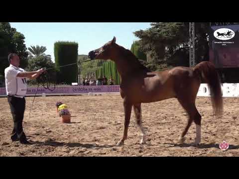 N 111 LANCEADOR   AECCA Arabian Horse of Spanish Lines Show 2022   Stallions 7+ Years Old Class 7