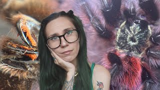 My Tarantula's Fangs are NOT ok & I've NEVER seen this happen before - BonBon Update
