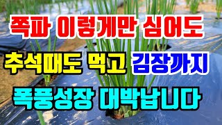 쪽파 굵어지고 고르게 키우려면 저희처럼 하세요.밭이 없다면 여기에 키워요