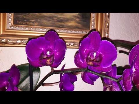 Orchids, planting systems, vanda baby, dendrophal, odontoglossum Answers to questions. 04/25/2021