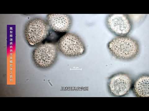 鳳梨釋迦銹病與受葉螨危害之區別