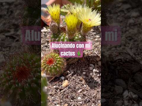 ¿Has visto estas flores? 🌵 #garden #plants #cactus #inspiration #naturaleza #suculentas