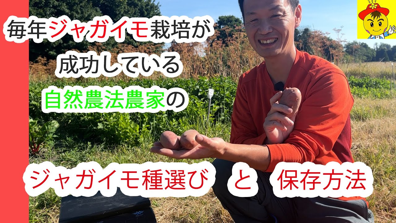 ジャガイモ自然栽培 種芋選びと長期保存術