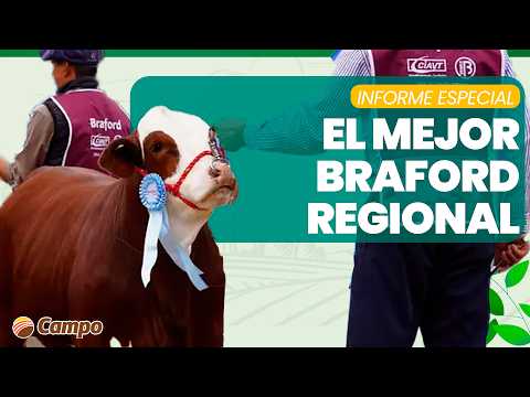 LITORAL CAMPO | Exposición Braford de Primavera en Chaco: Cronograma y remates