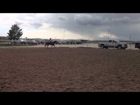 Nazara: Training with Wendy Ducy at Latigo June-Sept 2013