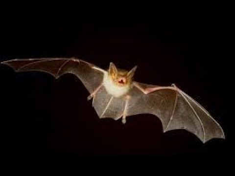 Morcego dentro de casa significado, lado espiritual