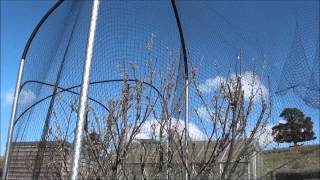 Bird proof Fruit Trees