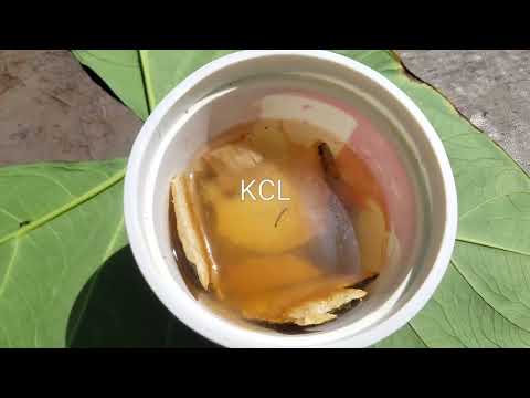 Bitter Wood 🌳 Most Important Health Benefits 😃 You Need to Be Aware . part 1