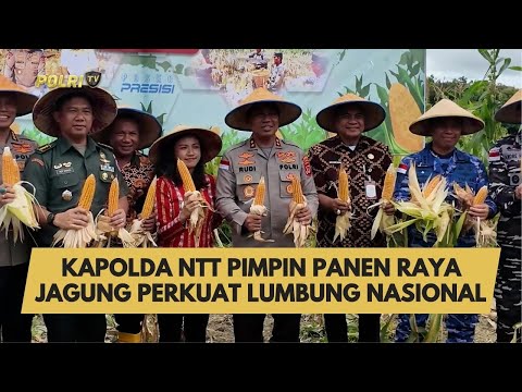 KAPOLDA NTT PIMPIN PANEN RAYA JAGUNG PERKUAT LUMBUNG NASIONAL