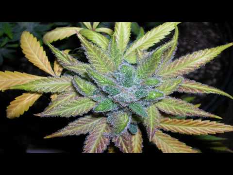 Serial Rhyme Killer-Something about mary