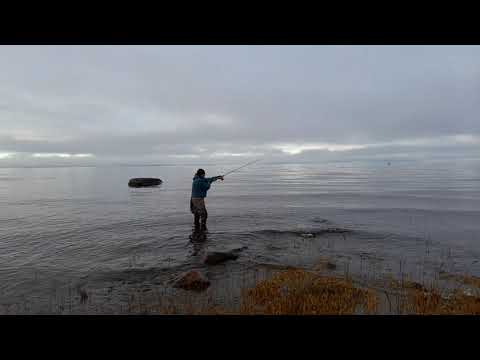 Isänpäivän luontoretki. Verkkoeinarit kunnioittaa nykyään meritaimenen alamittoja!!