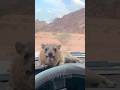Somehow The Desert Stopped His Screaming