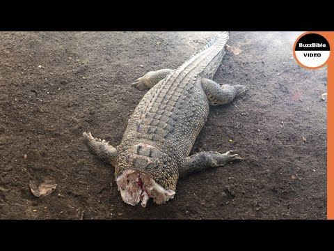 That's How a Croc's Life Ends When it Messes With Hippos
