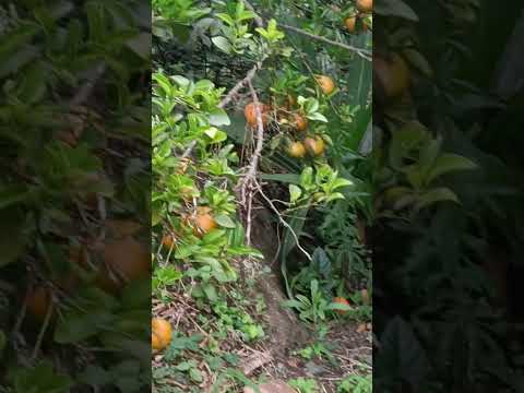 la mandarina de Pandi Cundinamarca Colombia 😉 #shorts #short #viral #youtube #mandarina