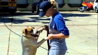 Love the Animals; Adopt Today!! JTC 211 Video Project