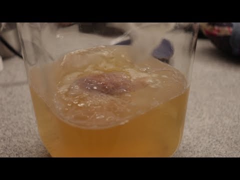download lagu mp3 mp4 Why Is Metal Bad For Kombucha, download lagu Why Is Metal Bad For Kombucha gratis, unduh video klip Why Is Metal Bad For Kombucha