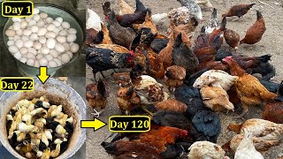 Chicks growth Day 1 ( Eggs ) To 4 Month Adult - Time lapse
