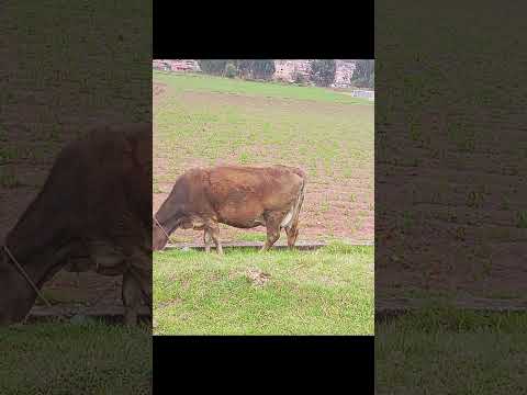 encontré una vaca lechera en anta cusco #elviajero222