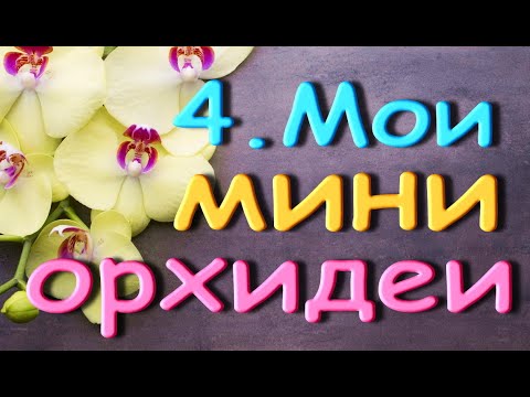 4.Мои ОРХИДЕИ МИНИ + фото цветения