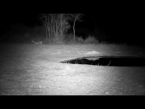 Djuma: Duiker male gets drink at the pan - 21:31 - 08/29/21