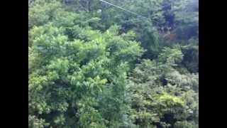 preview picture of video 'Miss Sky Zip Line Canopy Tour in Nosara, Costa Rica'