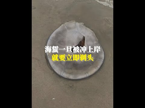 這種水母一旦被衝上岸，就得立即開始剃頭 #科普 #有趣的知識又增長了 #漲知識