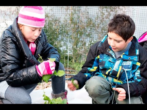 Learn About Urban Roots and Why Renown is Helping It Expand.