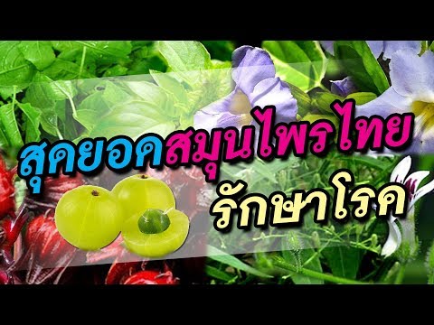 Exciter เพื่อให้หยดผู้หญิง คนเล็กกระเจี๊ยว