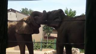 preview picture of video 'Elephants at the Zoo'