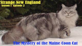 Strange New England - The Mysterious Origins of the Maine Coon Cat