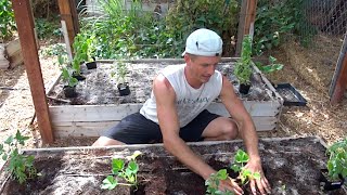 Raised-Bed Gardening - How to Grow a Garden in Raised Beds!