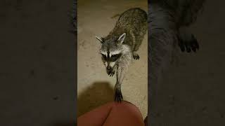 Last video tonight. Rocket touched me lol #stray #straycat #cutecat #catshorts #wildlife #raccoon