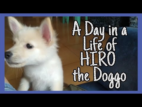 A day in a Life of our New dog!!!