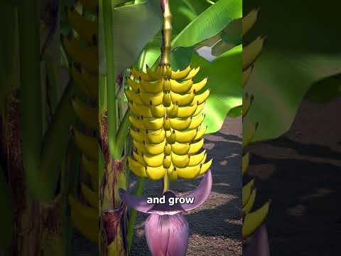 Why Bananas Are Curved 🤔