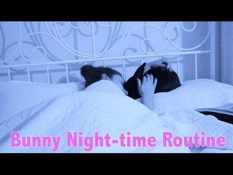 Bunny Night-time Routine