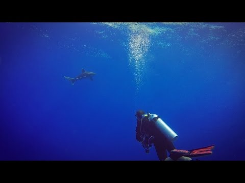 Brothers Daedalus October 2016 Red Sea Scuba BDE