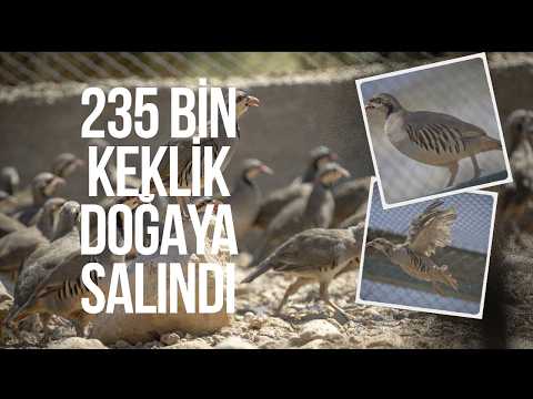 Malatya'da keneyle mücadele için 14 yılda 235 bine yakın keklik üretildi