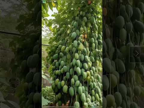Deshi aam #viral #status #video